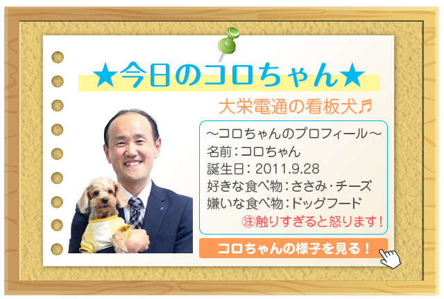 今日のコロちゃん