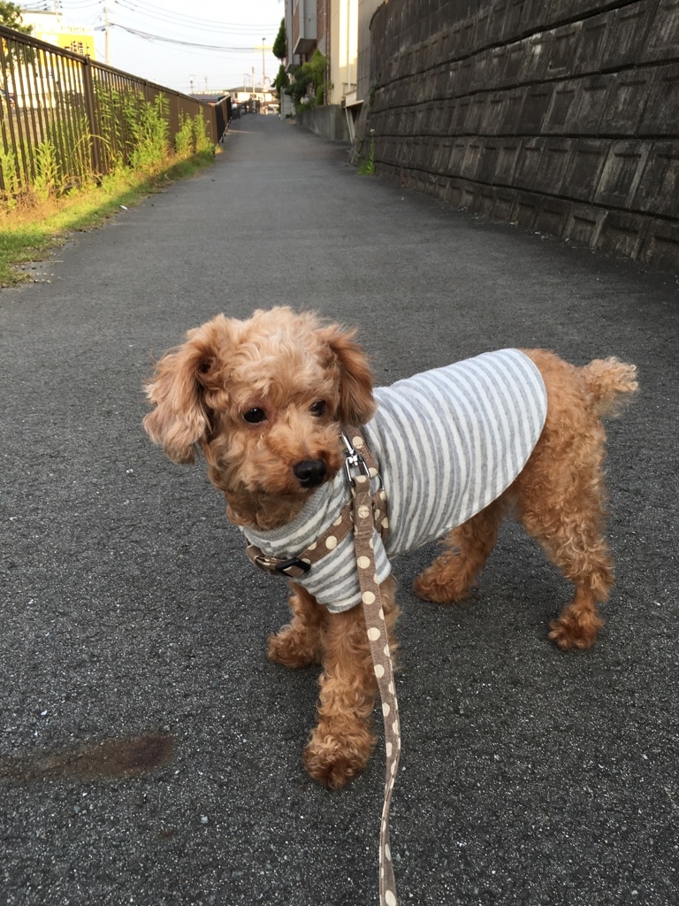 お散歩楽しいワン！