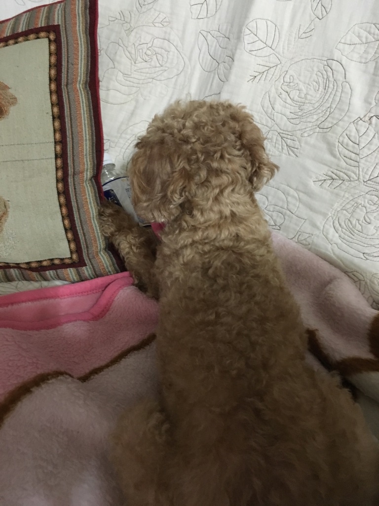 僕の携帯電話取るなワン！