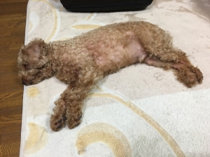 絨毯の上は落ち着くワン！！