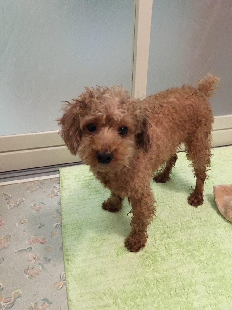 コロちゃんお風呂あがり