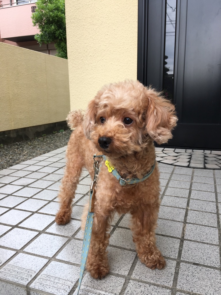 おうちはボクが守るワン