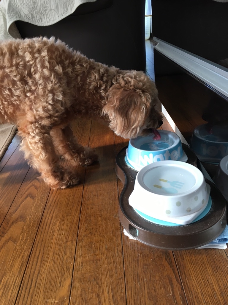 夏は喉が乾くワン