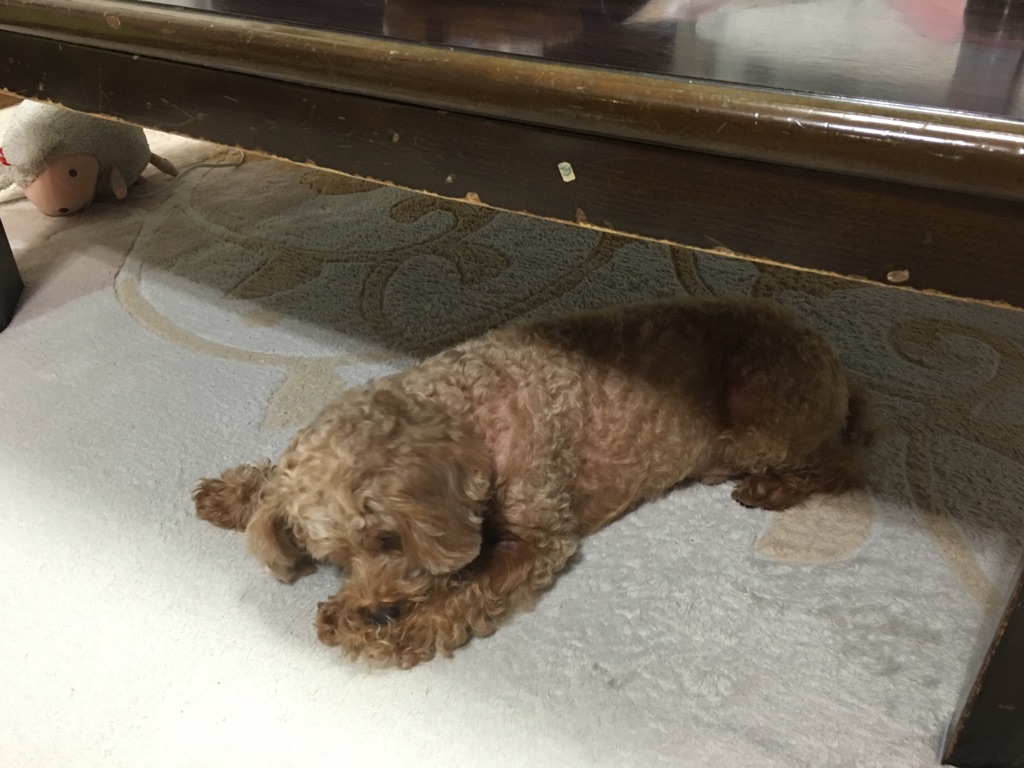 テーブルの下・・・