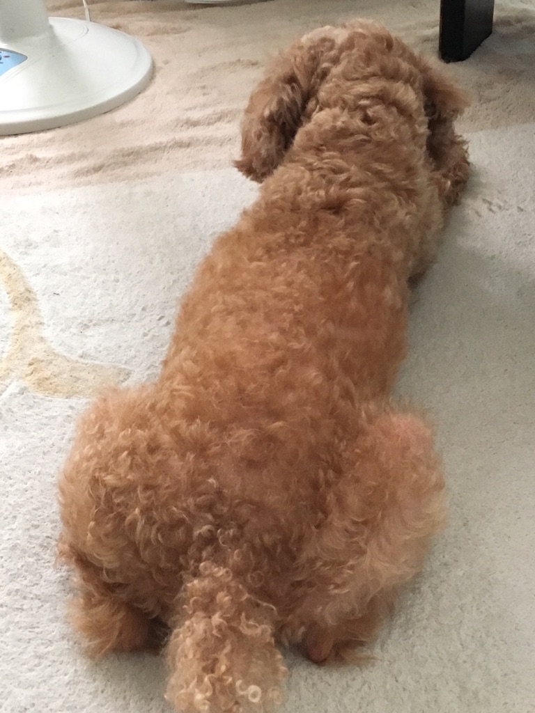 後ろから触られるのが苦手ワン