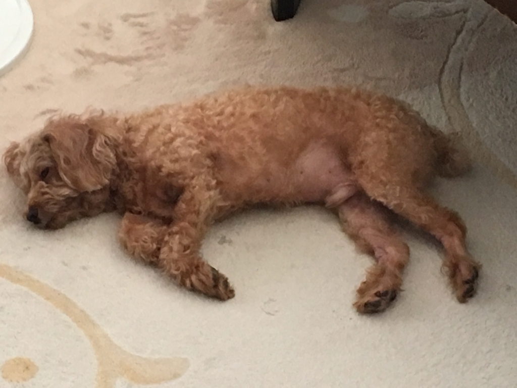 百獣の王の昼寝だワン