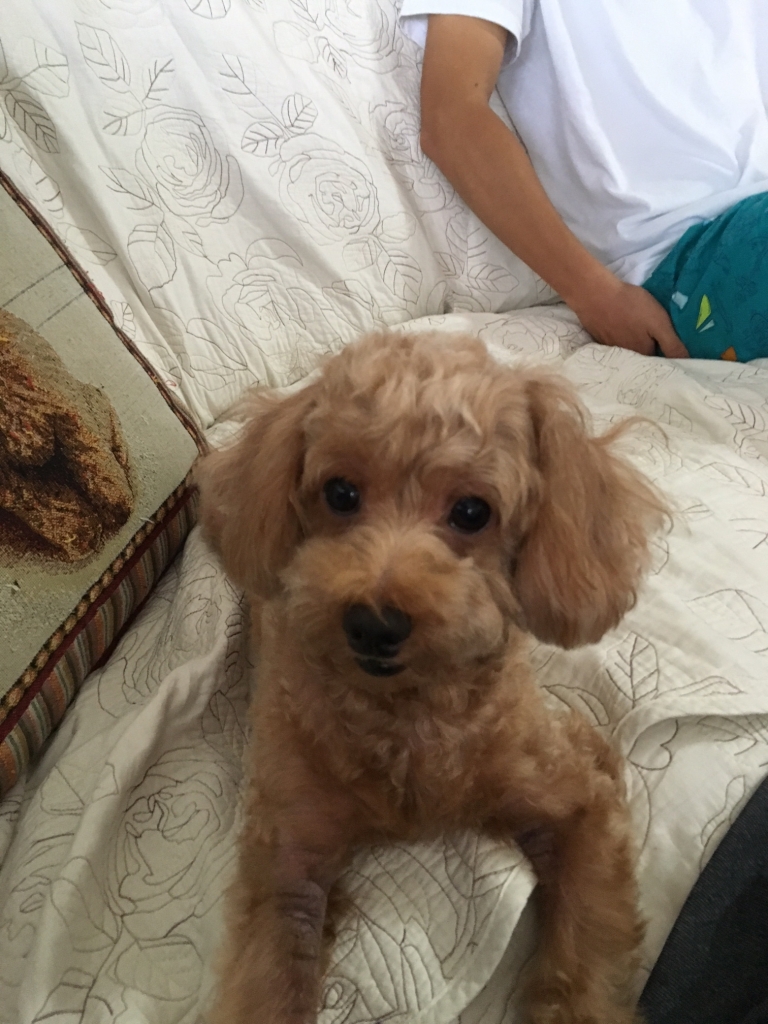 可愛がってくれワン