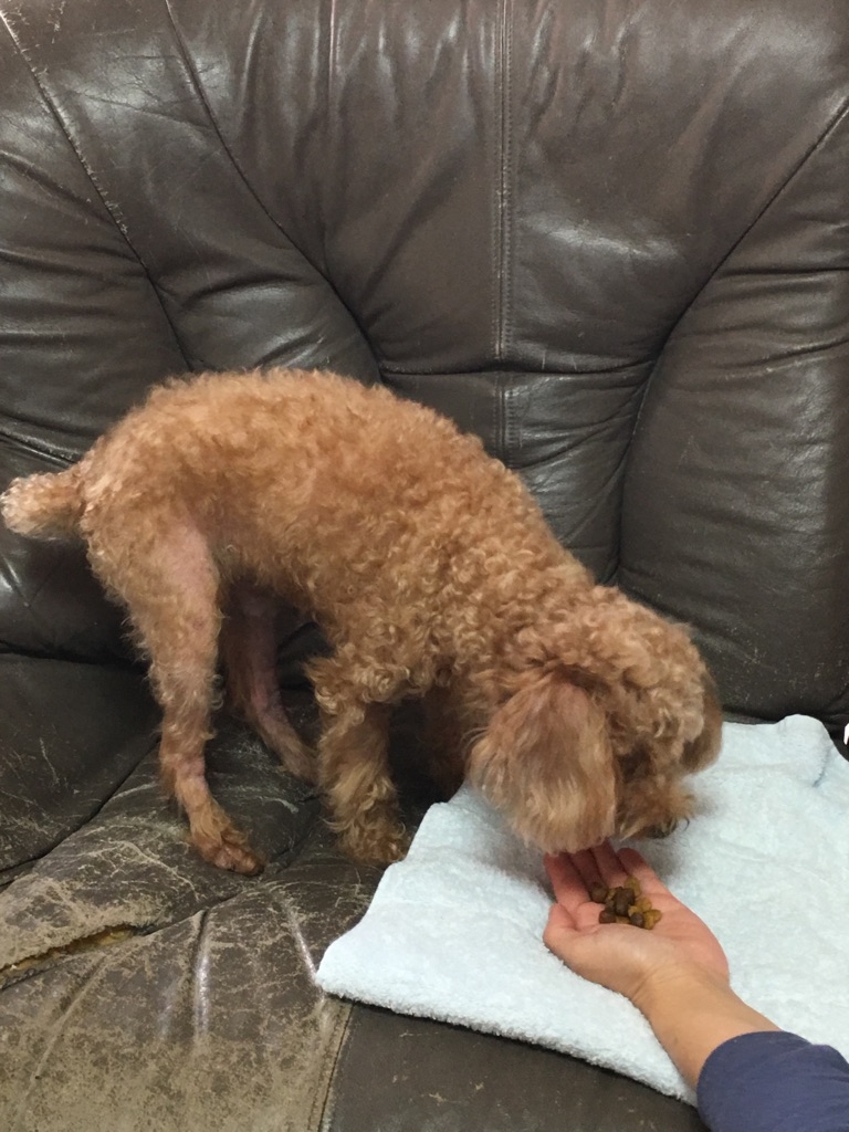 俺の食事は手渡しに限るワン