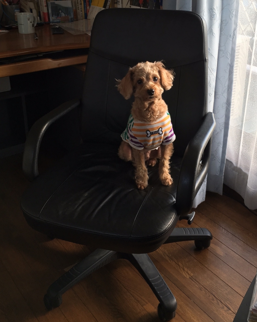 パパの椅子は落ち着くワン