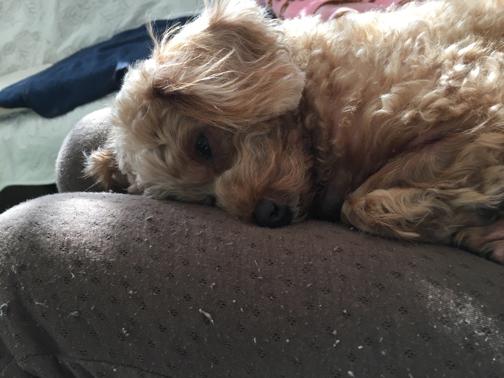 足の上は温かいワン