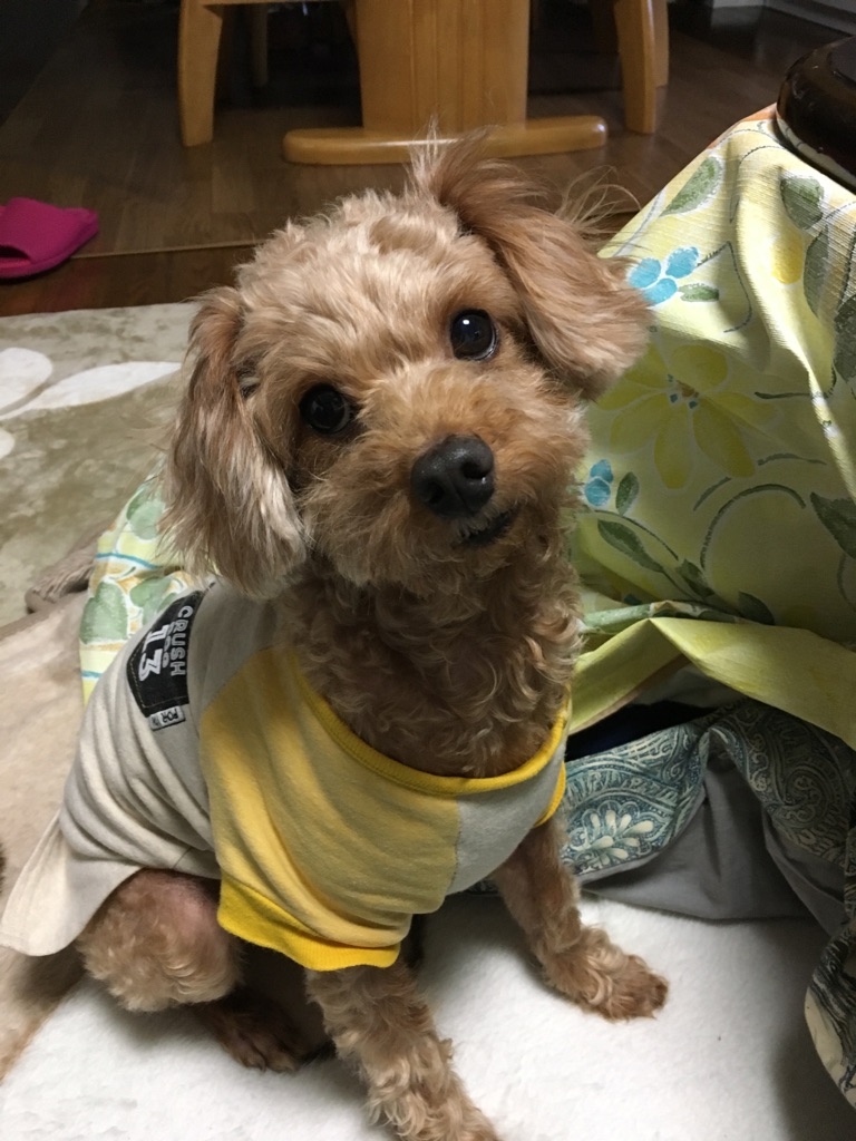 寒いのに薄着で辛いぞワン