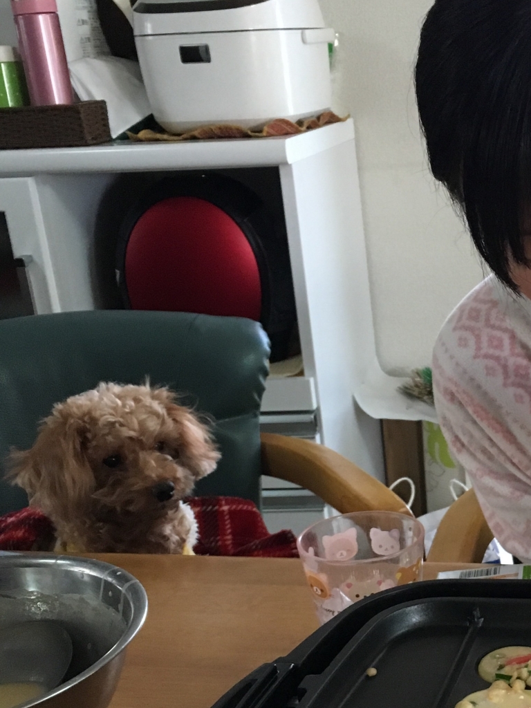 早くタコ焼き食べたいワン❗