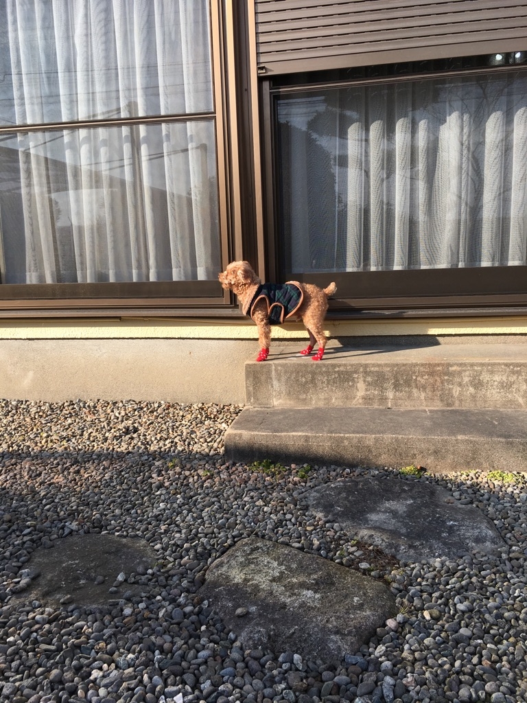 靴下買ってもらったワン❗