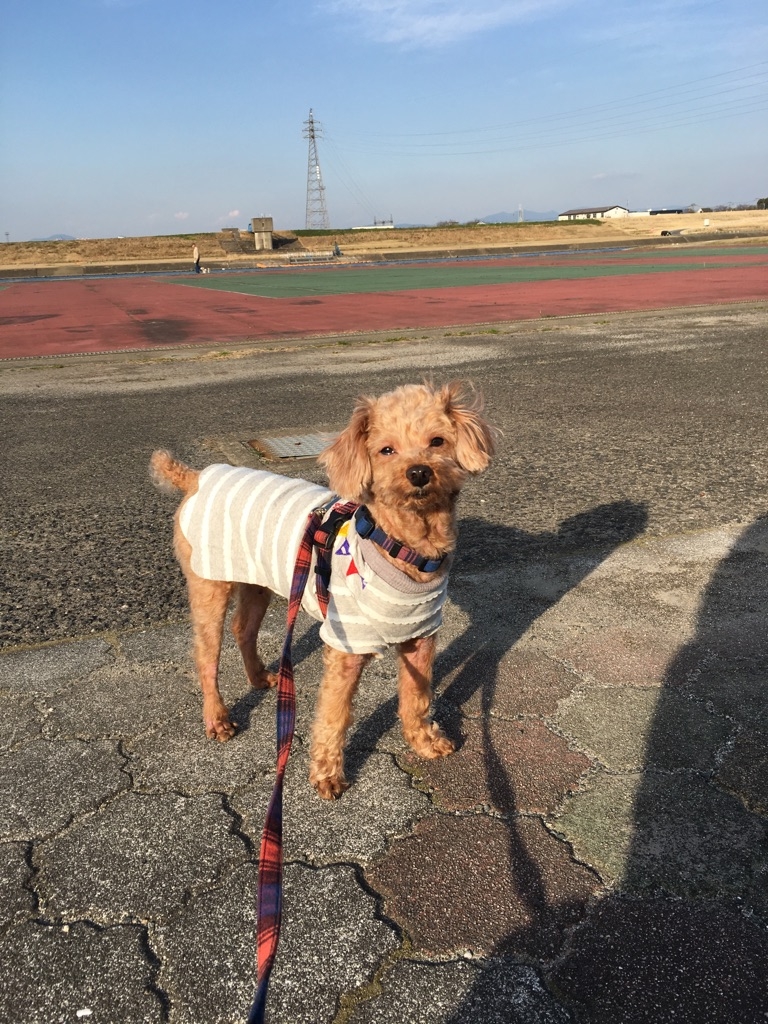 筑後川まで遠征に来たワン❗