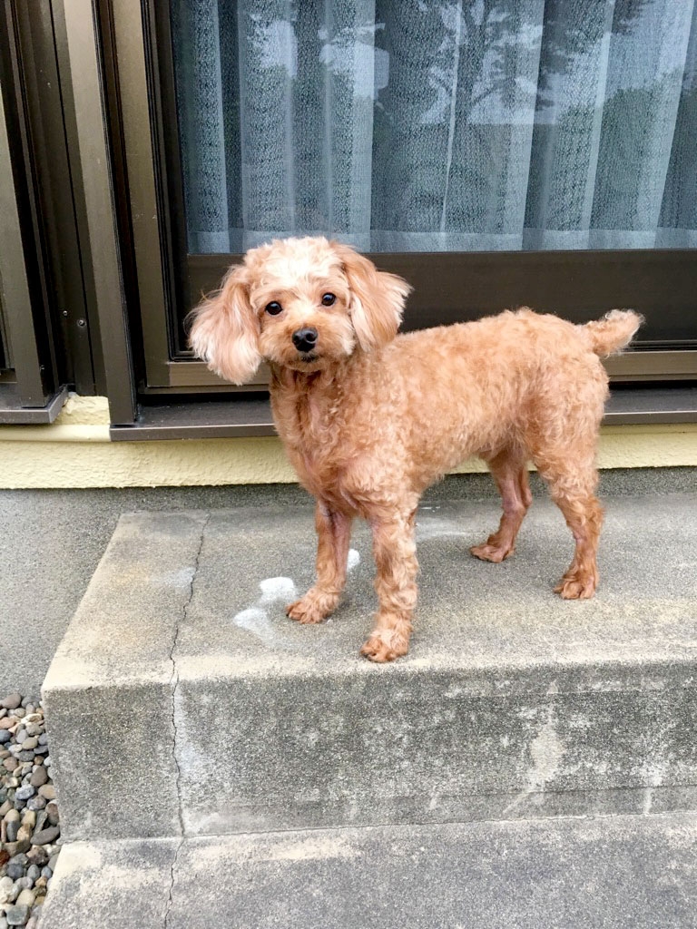 お家は俺が守るワン！