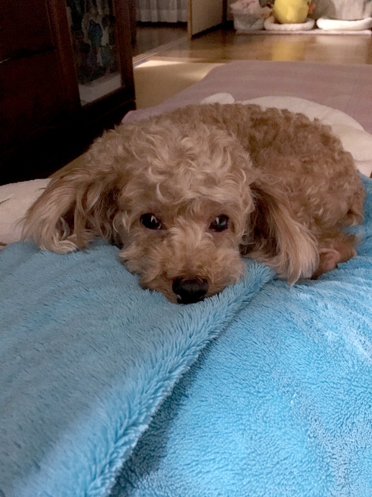 悪い事してないから怒るなワン