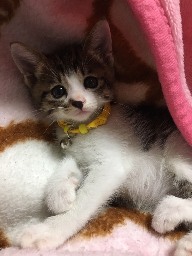 俺の家に猫が入居することになったワン。