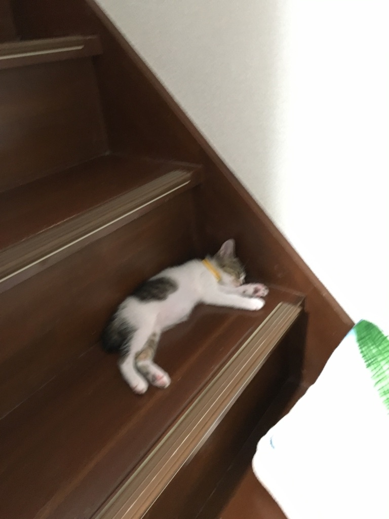 俺の家に猫が入居することになったワン。